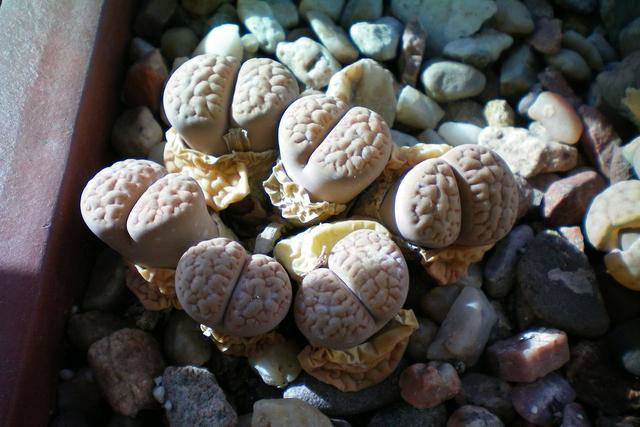 养生石花需要避开的5个误区，总结出了几点，帮你养好生石花