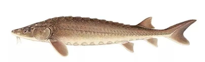 鱼子酱冷知识大全,世界三大珍馐鱼子酱制作方法