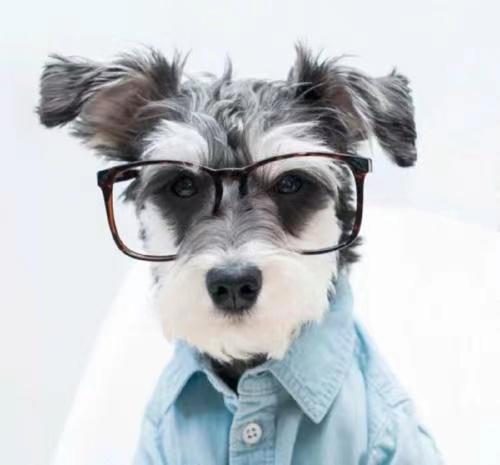 狗狗总是拉稀吃什么药管用,狗狗老是拉稀怎么办吃什么药