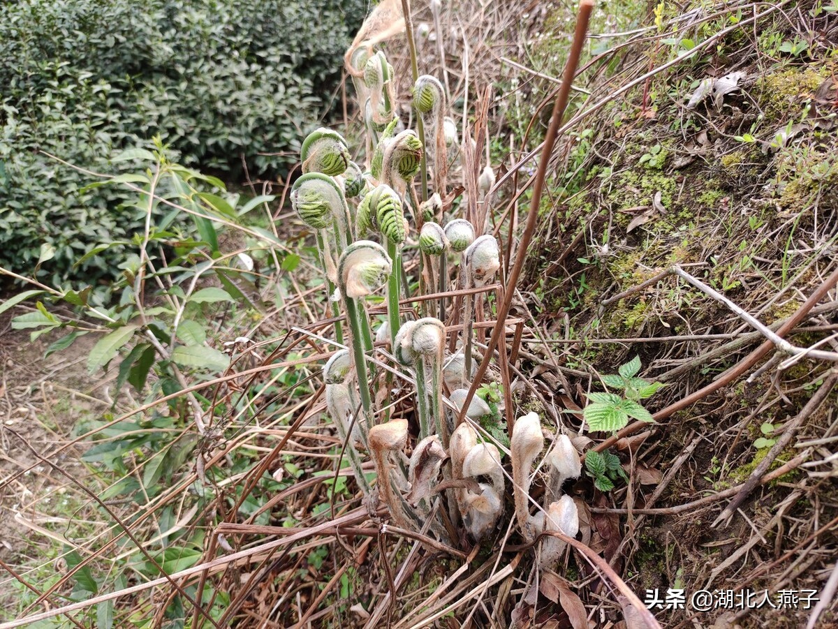 各种可以吃的野菜图片大全及名称 (100种野菜图片大全和名称和吃法)