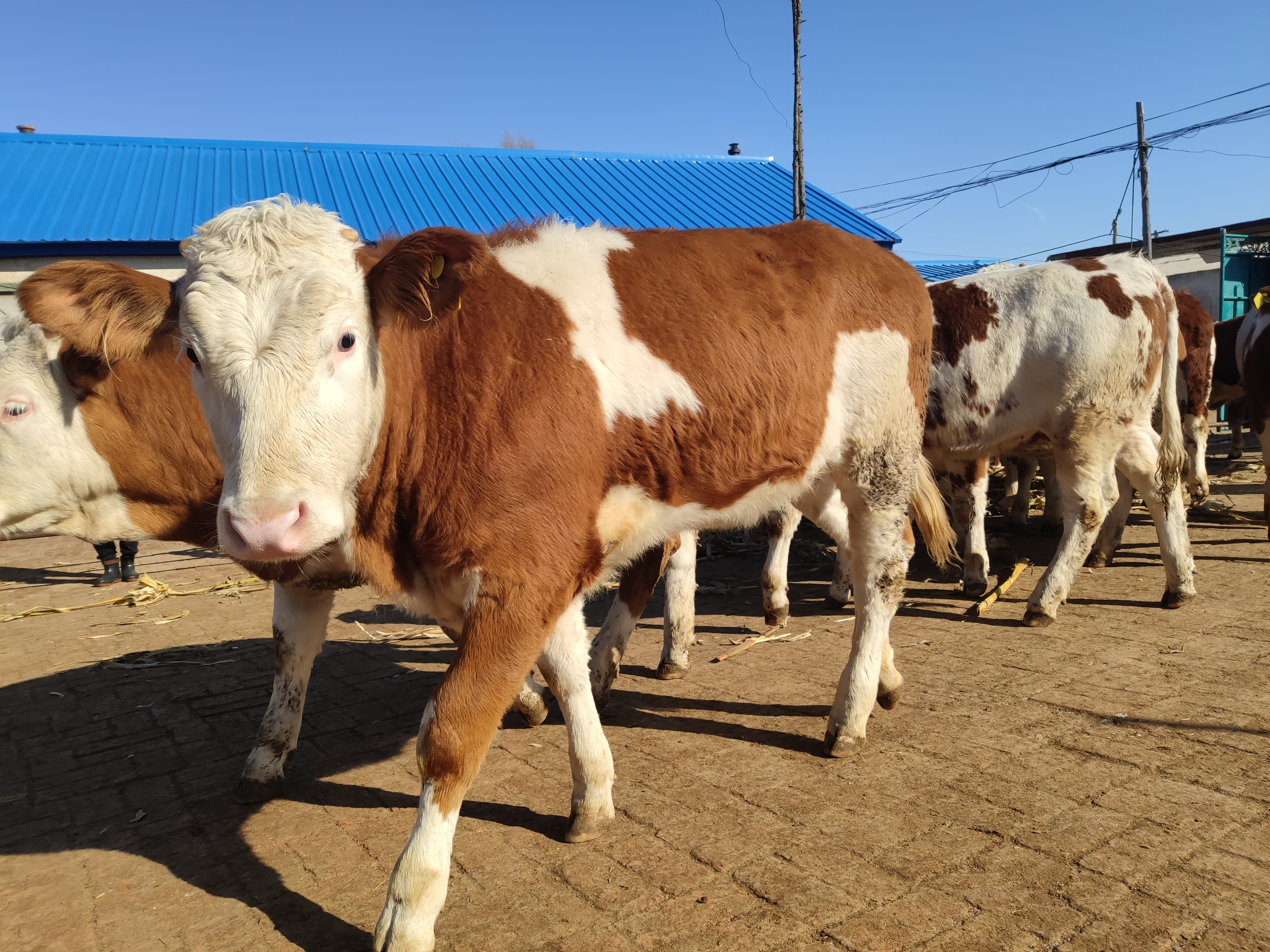 怎么预防母牛胎衣不下,母牛弱胎怎么解决