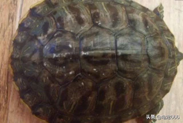 8~10月，千万不要小看龟龟身上患有的这些白点！