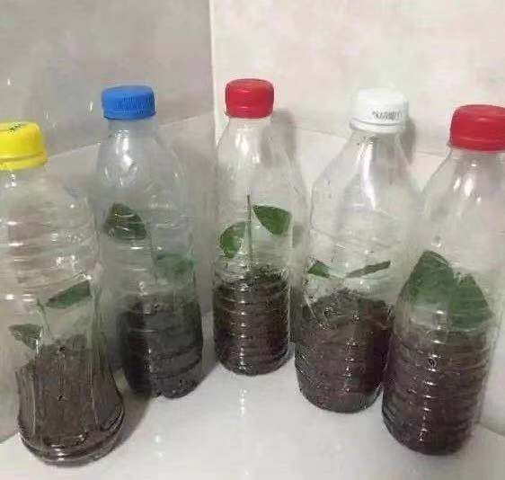 冬天也能扦插“栀子花”，用个塑料瓶就生根，来年花香满屋