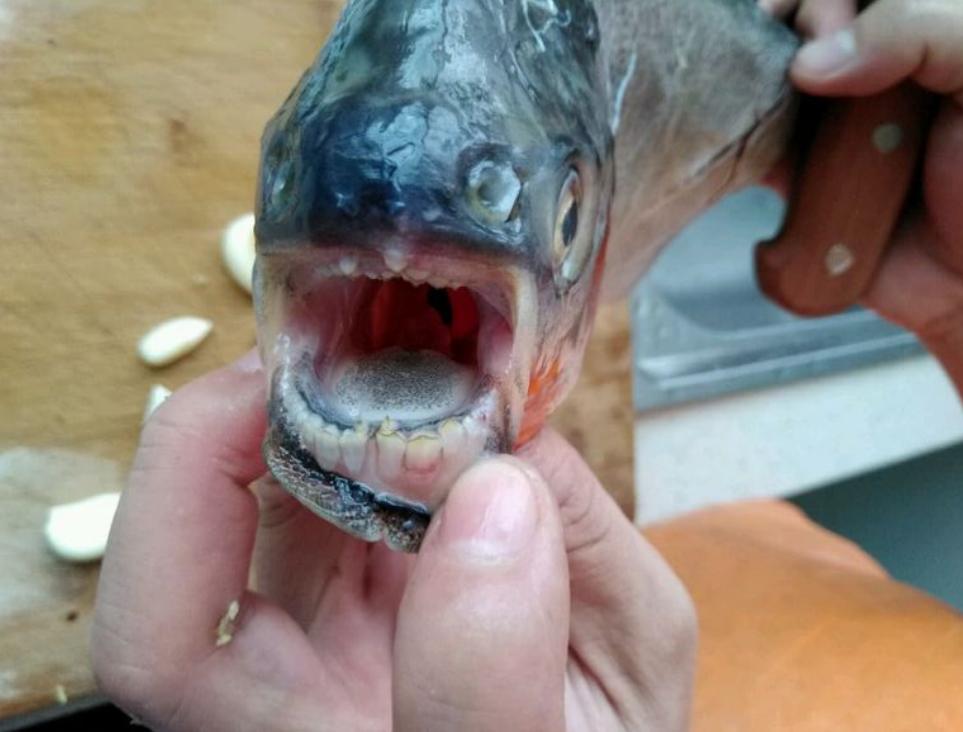 史无前例!澜沧江钓起大量红鲳鱼,满口利齿轻松咬断树枝