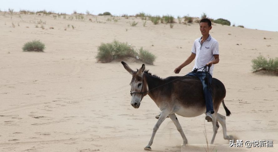 我来告诉你*疆新**为撒不包邮！！