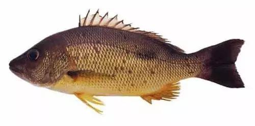 世界顶级海鲜鱼类,史上最完整鱼类海鲜图鉴