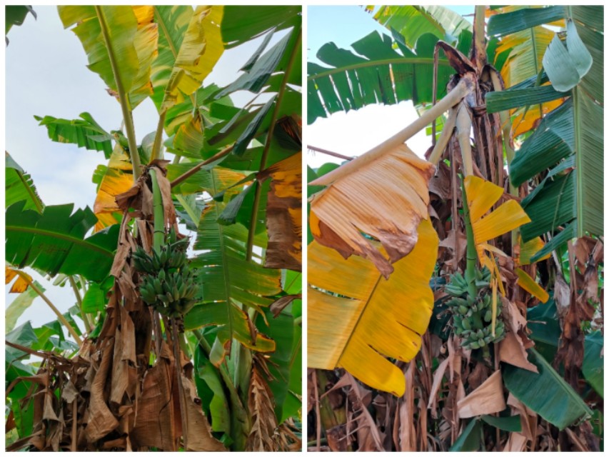 香蕉的主要病虫害有哪些,香蕉得了黄叶病后还可以种粉蕉吗