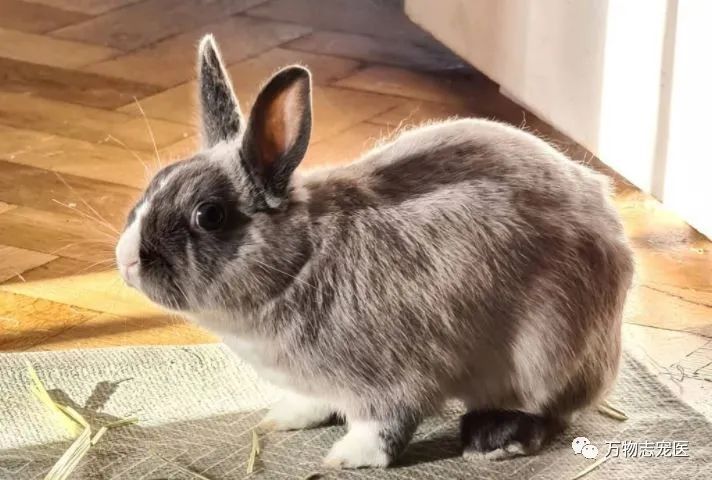 兔子有没有粉色,兔子有只眼睛看不见黑瞳都是白的