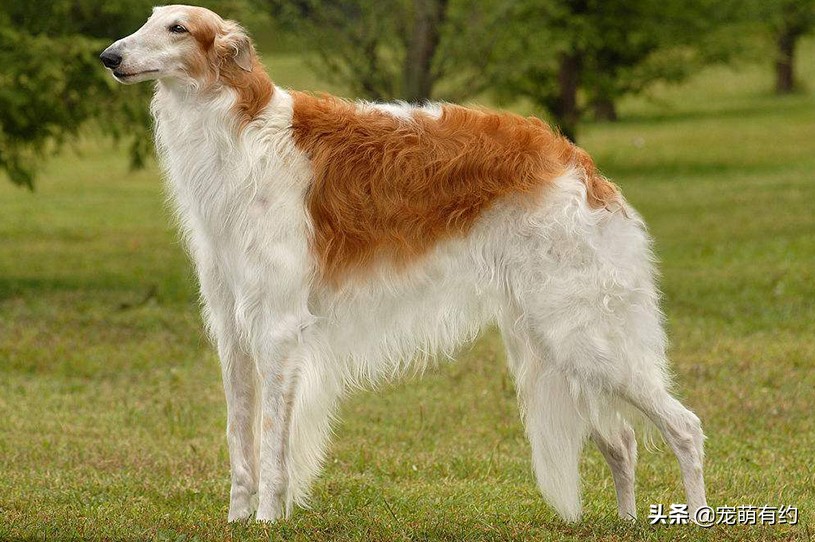 最好看的苏俄猎狼犬,爱尔兰猎狼犬有多猛