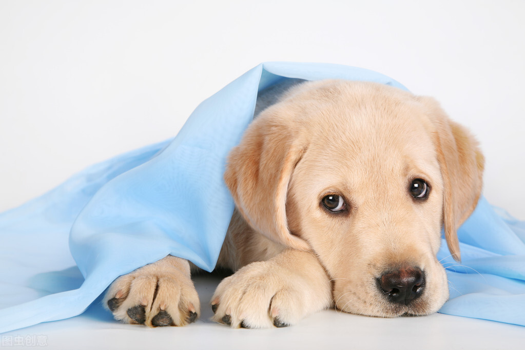 怎么养拉布拉多毛会好,怎么养拉布拉多的方法大全