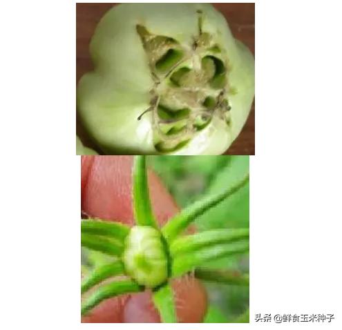 夏季蔬菜栽培高温的预防措施,各种茄果类蔬菜适宜的生长温度