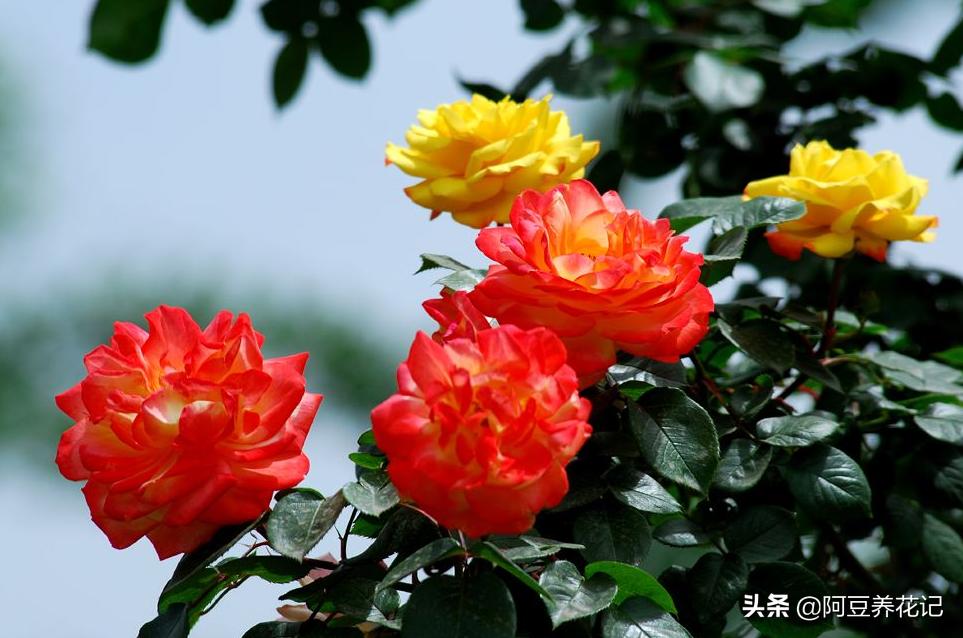 如果月季有黑斑病怎么办,如果月季花枯萎如何救好