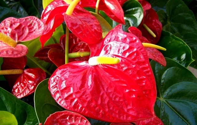 红掌花谢后轻轻一摘就掉,红掌开完花后再也不开