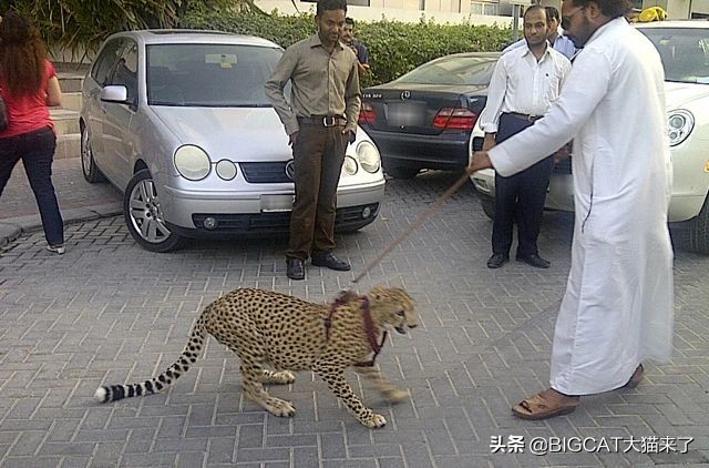 猎豹走向灭绝的边缘,猎豹快要灭绝了吗