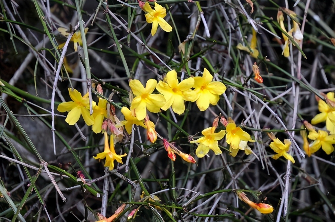 布查德花园的秋冬季,全球最美花园布查特花园