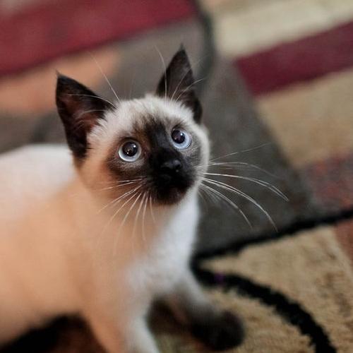 中华田园橘白猫脾气好吗,中华田园白猫配什么猫