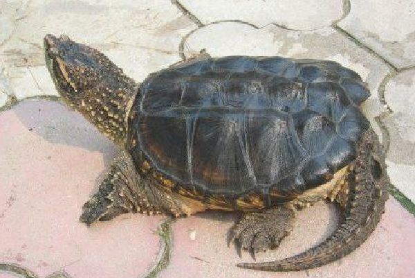 北美鳄算大鳄龟还是算小鳄龟,大鳄龟和北美鳄龟的区别