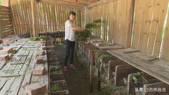 洛南：小飞鼠敲开致富门