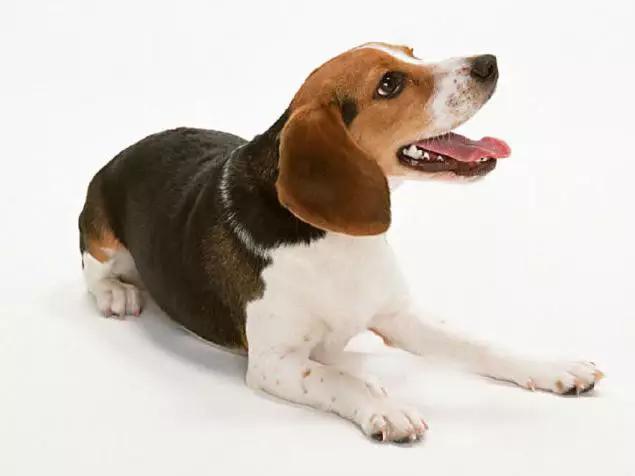 45种狗狗,45种狗狗很难得一见你认识几种