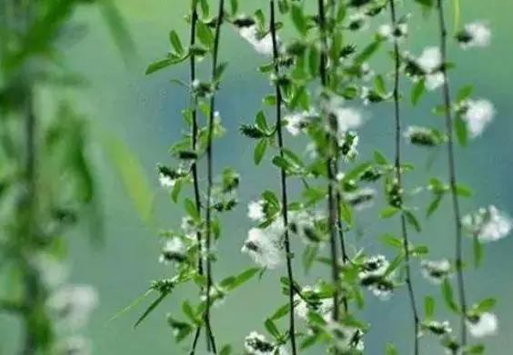 杨万里描写四季的古诗词,杨万里描写春天的诗句