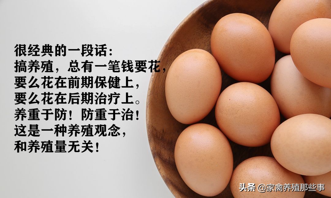 沙壳蛋最好的解决办法,母鸡下软壳蛋是什么原因怎么处理