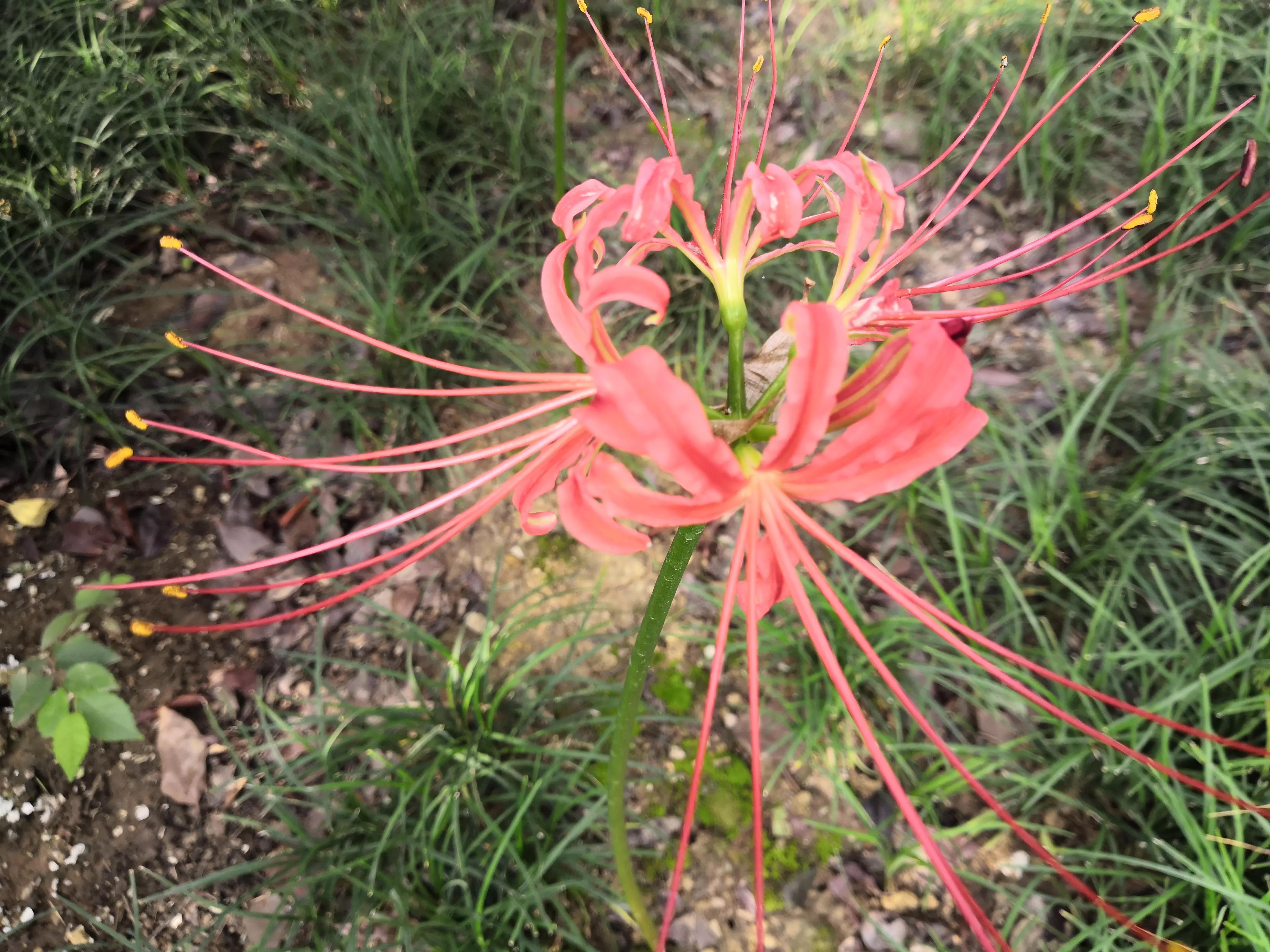 曼珠沙华有毒吗怎么养 (曼珠沙华有毒)