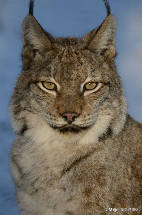 尼康180-400镜头有啥缺点,尼康长焦拍摄风景性价比高