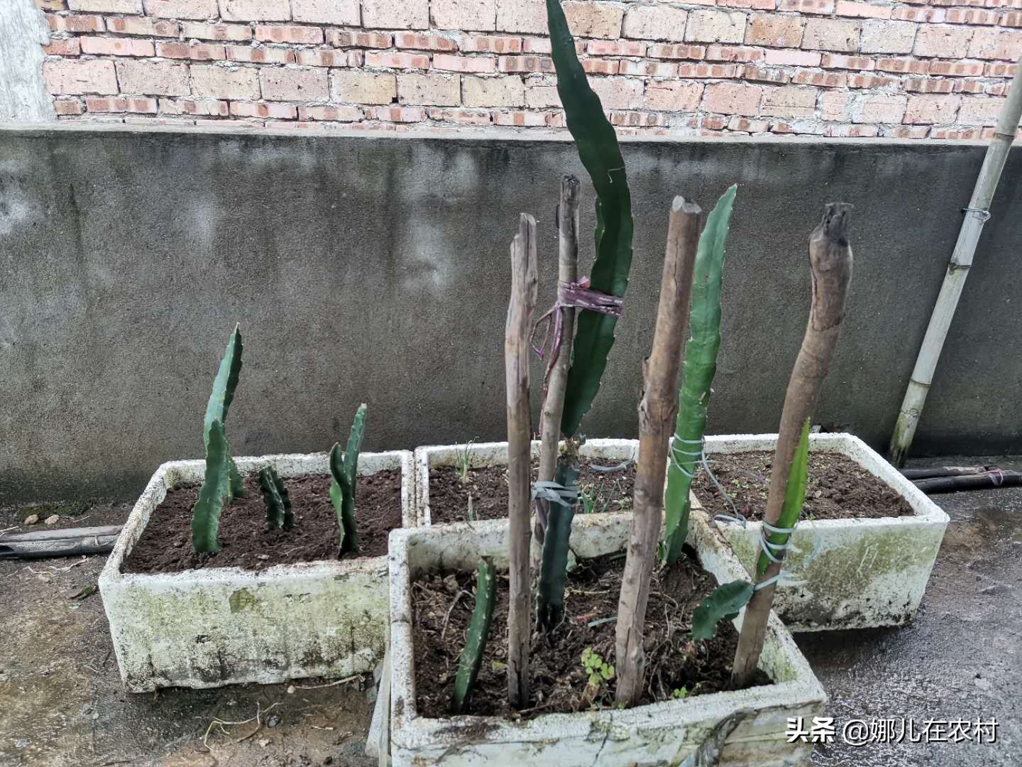 喜欢在阳台种菜种花,喜欢在阳台打理花草