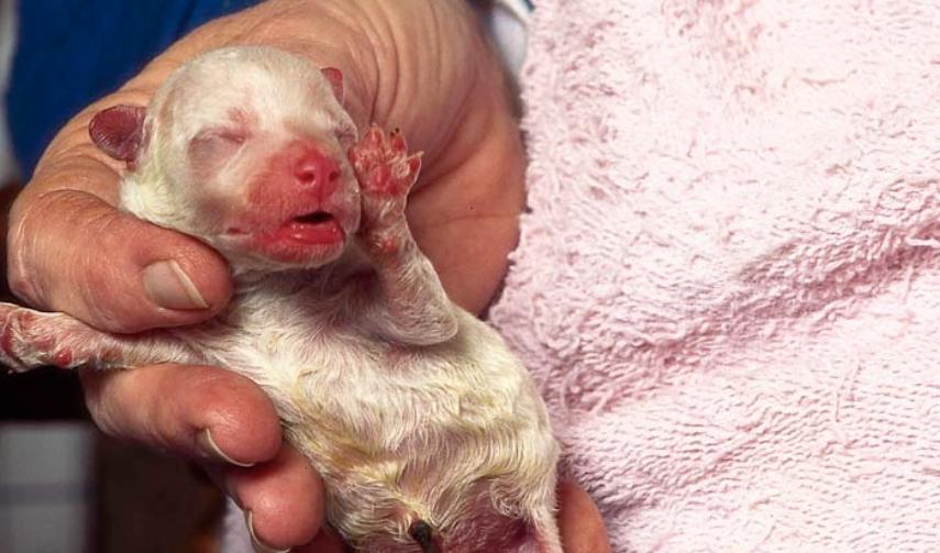 犬脐疝,小狗有脐疝怎么引起的