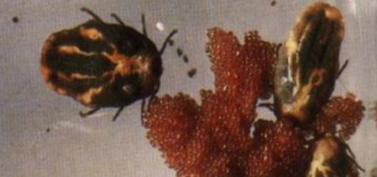 狗子偷偷亲我的第N次,难道不是真爱吗?