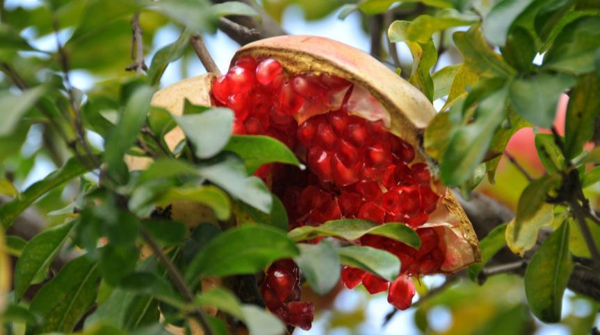 如何防治石榴裂果,石榴裂果防治视频