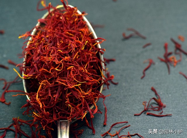 藏红花真的有那么好吗,藏红花揭秘内幕