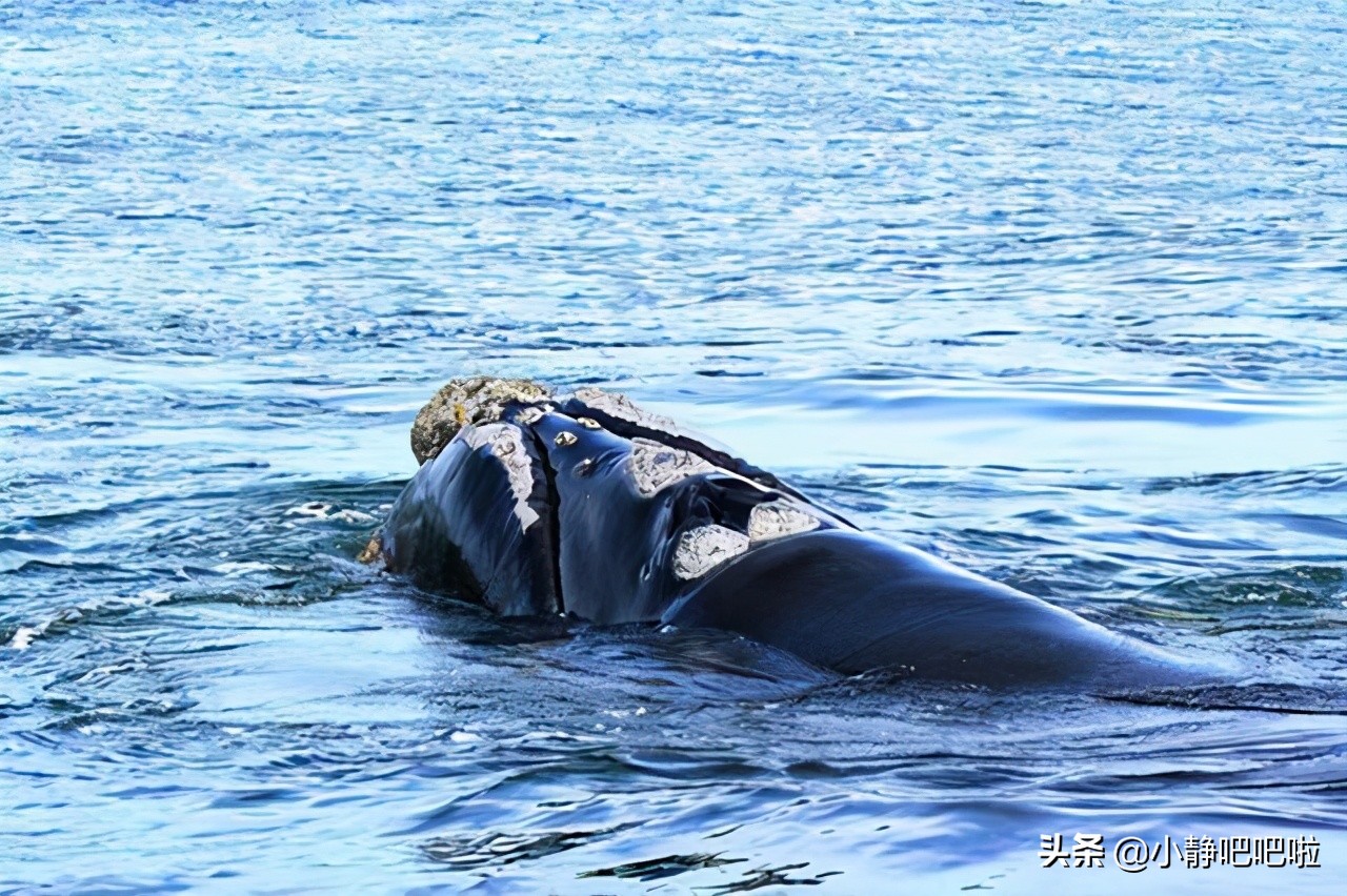 你不知道的国家冷知识玻利维亚篇,你不知道的国家冷知识摩洛哥