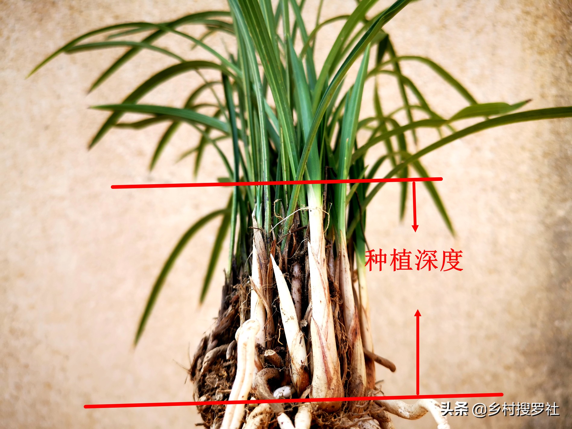 如何施肥让兰花开花快点,兰花长花苞的时候多久施一次肥