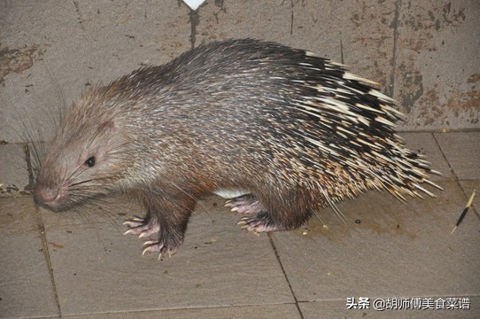除了蝙蝠外的十二种野生动物,除了蝙蝠还有哪些野生动物不能吃