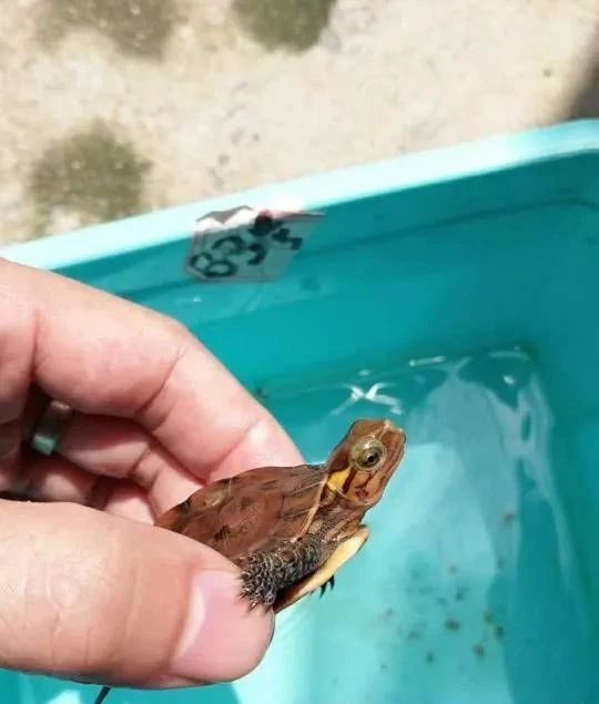 乌龟肺炎怎么治疗,阿奇霉素可以治疗乌龟肺炎吗