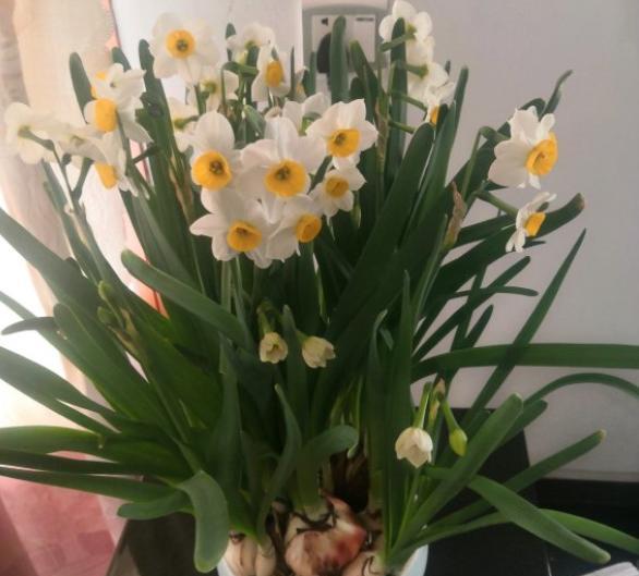 水培水仙花后土培不会再复花了吗,养水仙花怎样施肥