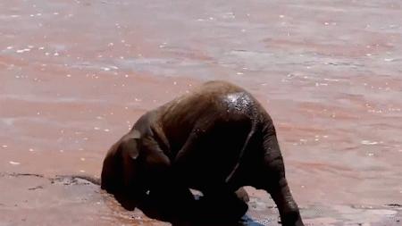 云南小象顽皮,小象宝宝为什么这么淘气