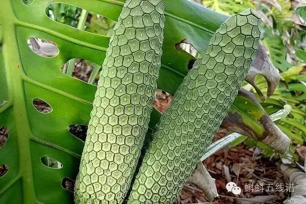 世界10大坑人黑暗水果，最后一种你可能还吃过…