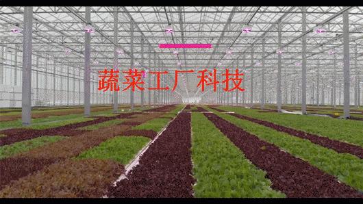 智能玻璃温室大棚一平方要多少钱,草莓连栋玻璃大棚造价多少钱一平