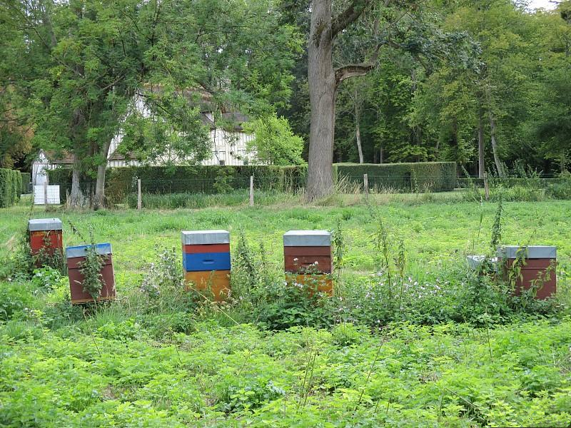 蜜蜂养殖如何防范黄蜂袭击,蜜蜂养殖如何防盗