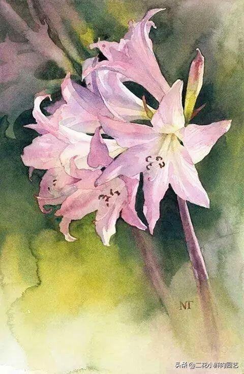 100种花卉绘画,100多张花卉线描手稿素材赶快收藏