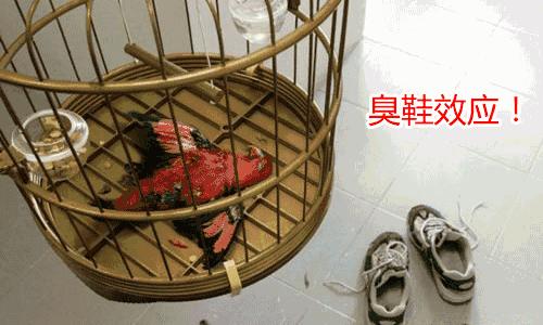 教你一招清洁小白鞋简单实用哦,拯救变黄的小白鞋