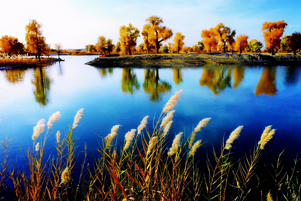 艺术家朗诵不朽的胡杨,千年不朽的胡杨