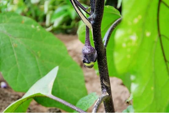 茄子灰霉病三天打一次药行吗,茄子枯萎病属于什么病害