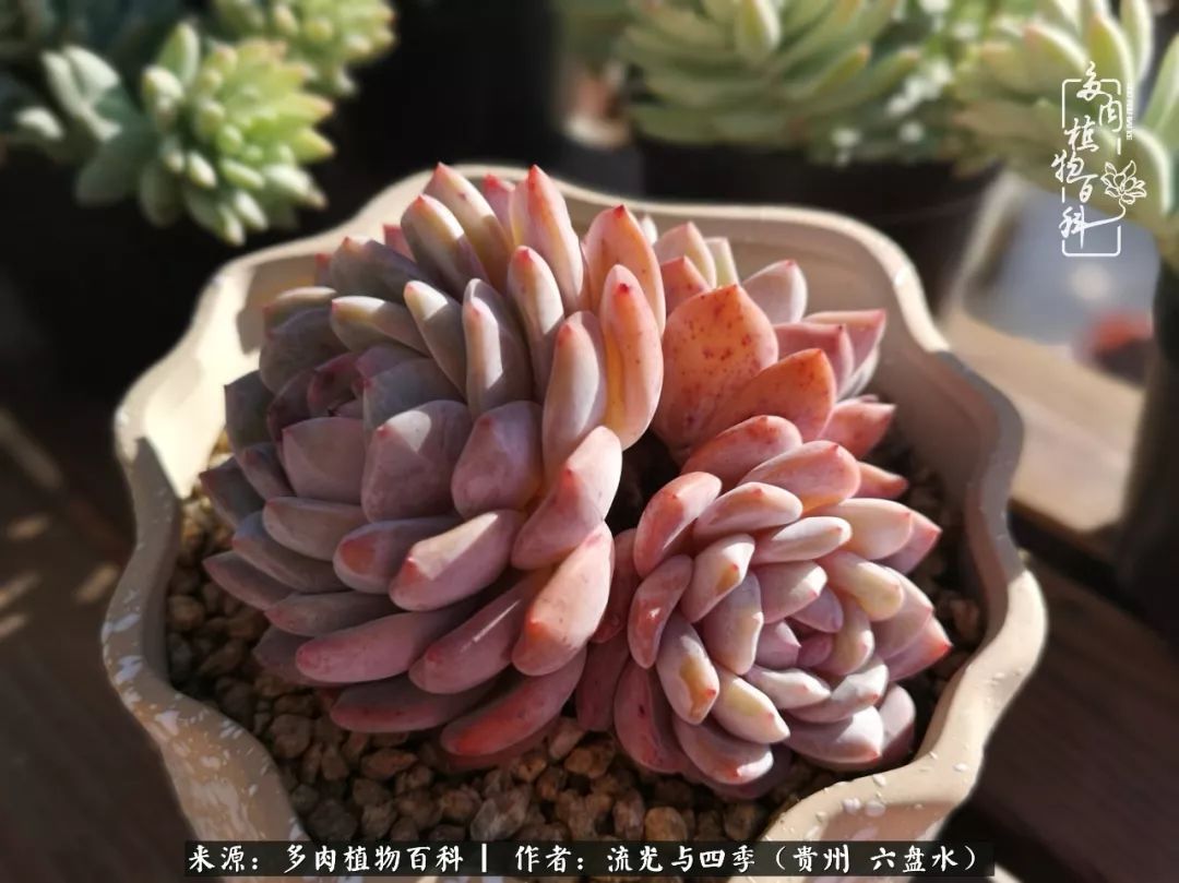 养多肉这几点新手必要知道,在养多肉的路上越走越远