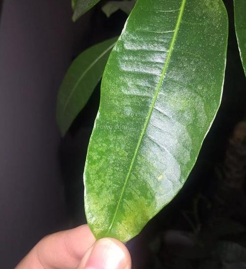 发财树叶子发黄是什么原因导致的,发财树叶子发黄是缺什么营养