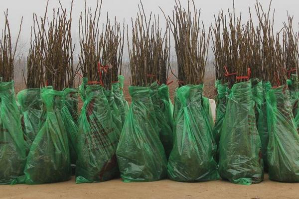 哪个网站上卖的树苗靠谱,卖树在哪个网站发布