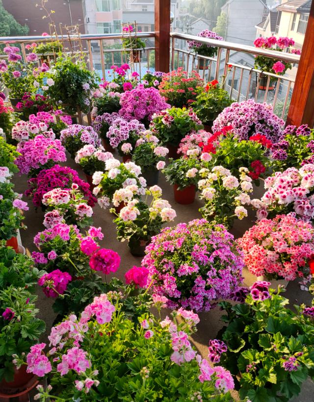 适合9月份养的绿植,四季最好养的10种花