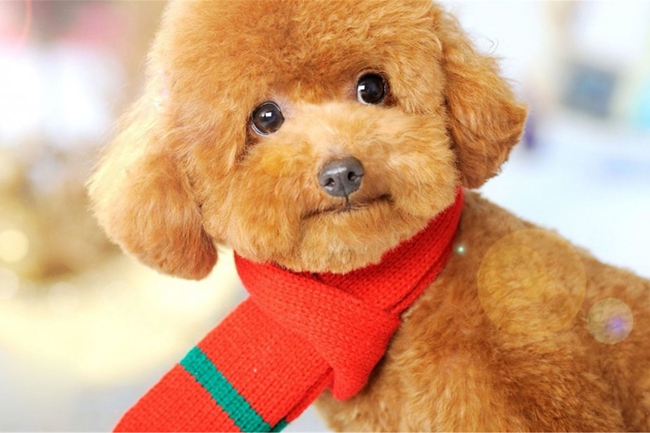 泰迪犬上吐下泻,泰迪犬上吐下泻喝益生菌可以吗